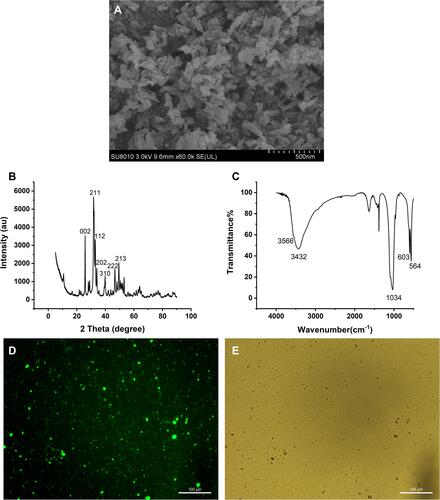 Figure 1 Characterization and staining of nano-HAp crystals. (A) Image of nHAp crystals under Scan Electron Microscopy (SEM); (B) XRD spectrum of nHAp; (C) FT-IR spectrum of nHAp; (D) fluorescent image of nHAp after fluorexon dyeing; (E) bright field microscopic image of nHAp. Scale bars: 100 μm.