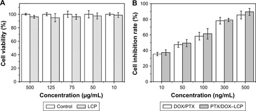 Figure 2 (A) Cell viability of LCP at various concentrations and (B) cell inhibition rate of PTX/DOX–LCP and DOX/PTX.Abbreviations: LCP, lipid-coated hollow calcium phosphate; DOX, doxorubicin; PTX, paclitaxel.