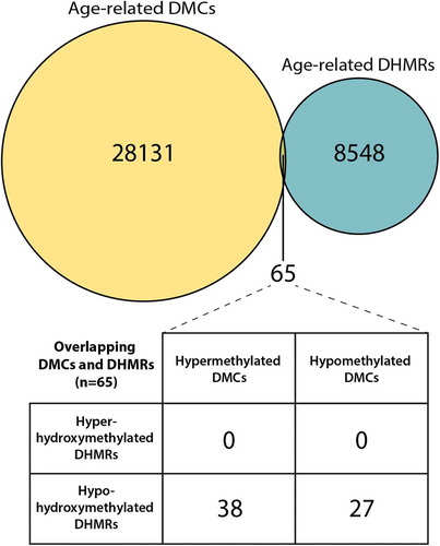 Figure 2. Venn diagrams of intersecting age-related DMCs and DHMRs by chromosomal location. The bedtools intercept function was used to test for overlap between DMCs and DHMRs by exact chromosomal location. Comparing age-related DMCs and DHMRs, we identified 65 regions that overlapped by chromosomal position. The age-related DMC and DHMR overlap sites annotated to 40 unique gene IDs. Of these 40 genes, three had multiple DMCs that overlapped a DHMR – Fbln1, Ldlrad3I, and Nfic.
