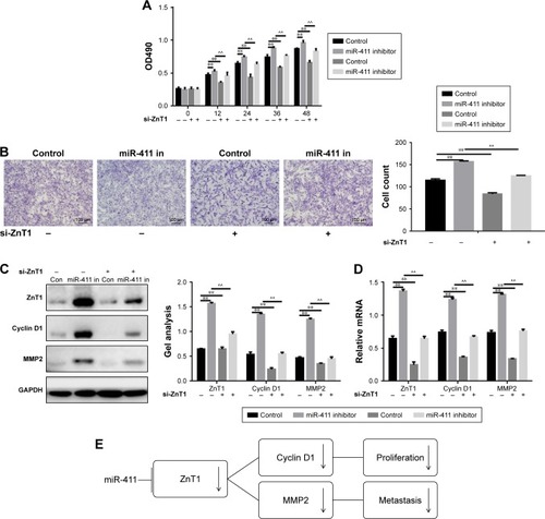 Figure 5 Effects of the miR-411 inhibitor and ZnT1 siRNA on cell proliferation and migration in BIU87 cells.