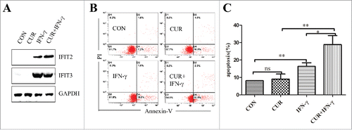 Figure 7. Effect of curcumin combined with IFN on inducing apoptosis of K562. (A) Expression of IFIT2 and IFIT3 in K562 cells was measured by western blot after treating with curcumin, IFNγ, or both IFNγ and curcumin; (B) The apoptosis were analyzed in K562 cells following treatment of curcumin, FNγ, or FNγ combined with curcmin by FMC assay; (C) The percentage of apoptotic cells in K562 treated with curcumin, IFNγ, or both curcumin and IFNγ. Each value were represents the mean ± SD(n = 3). ns means not significant; *P < 0.05; **P < 0.01.