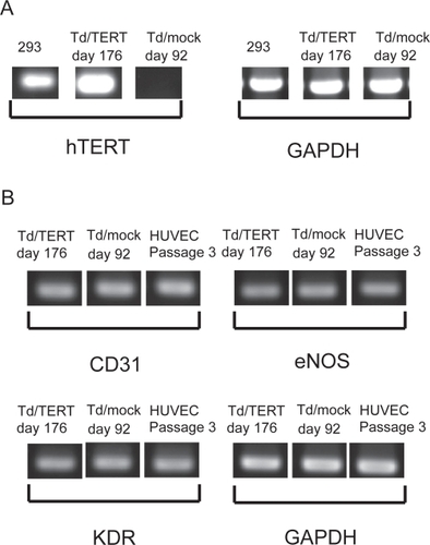 Figure 1 hTERT transduced HUVECs expressed telomerase genes during long-term culture. RNA samples from transduced HUVECs were analyzed by RT-PCR for gene expression. (A) Expression of hTERT gene in 293 cells served as the positive standard. (B) Expression of endothelial markers.