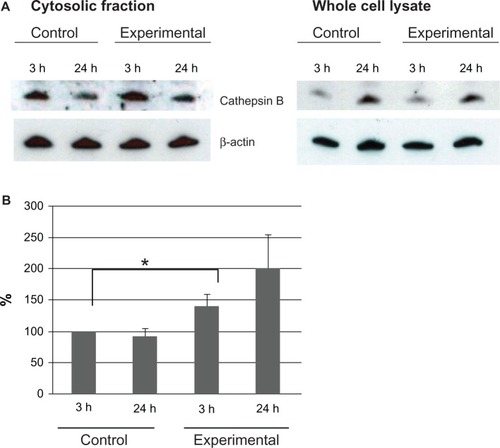 Figure 8 Lysosomal protein expression levels on cytosolic fraction of MCF-7 cells.