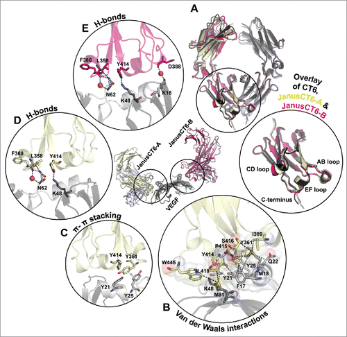 Figure 10. Insights into JanusCT6–VEGF interaction. (A) Superimposition of the backbone structure of CT6 (black), JanusCT6-A (yellow and violet) and JanusCT6-B (shades of pink) with close-up view on the CH3 domains of the VEGF-binding CT6 chains. (B, C) Non-covalent interactions between JanusCT6-A (yellow) and VEGF (gray) were identified by help of the RING 2.0 software tool using strict threshold options.Citation29 (B) Van der Waals interactions identified by measuring the distance between the surface of atoms are depicted as black dashed lines. Surface of involved amino acids is represented as spheres. (C) Side chains of aromatic amino acids involved in π-π stacking evaluated below 6.5 Å between the center of mass are shown. H-bonds found between JanusCT6-A and VEGF (yellow and gray) (D) and JanusCT6-B and VEGF (pink and gray) (E) are depicted as blue dashed lines. Bridging water molecules are shown as red spheres.