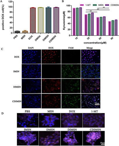 Figure 2 The cellular uptake of doxorubicin (DOX) and IDO inhibitory effect in vitro. (A) Quantitative analysis of DOX uptake in 4-T1 cells after treatment with Bionic nanoparticle (CDIMSN) for 4h. (B) IDO inhibitory effect on the level of Kyn of different treated 4-T1 cells (n=3).(C) Confocal microscopic images of 4-T1 cells incubated with DOX, IMSN, DIMSN CDIMSN for 4 h. Green fluorescence presents FAM-labeled MSN, red fluorescence represents DOX, and blue fluorescence represents the cell nucleus. Scale bar is 50 μm. (D) fluorescence microscopy images of CRT exposure of different treated 4-T1 cells. Scale bar is 50 μm. **p <0.01.