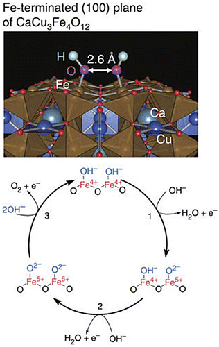 Figure 5. (Top) OH− adsorbates on FeO2-terminated (100) planes of CaCu3Fe4O12. The interatomic distance between the nearest neighboring OH adsorbates is ∼2.6 A. (Bottom) Proposed OER reaction mechanism for CaCu3Fe4O12. Reproduced from [Citation55].
