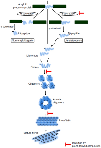 Figure 1 Mechanism of generation of toxic Aβ peptide and the fibril formation.