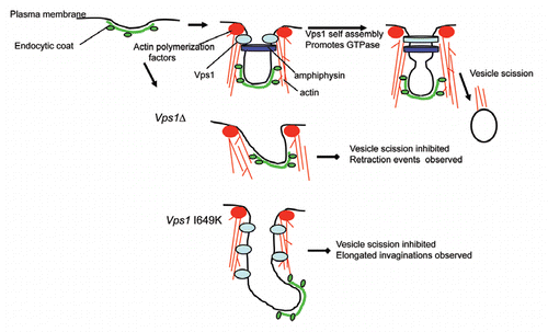 Figure 2 Schematic model of Vps1 function in endocytosis. During endocytic invagination in wild type cells Vps1 arrives at the onset of invagination and remains at the site until scisson occurs. In the absence of Vps1, the amphiphysin heterodimer Rvs161/Rvs167 localizes less well to the site and many events appear to retract towards the plasma membrane and the invaginations fail to undergo scission. Invaginations are also less likely to be directed perpendicularly into the cell. However in the presence of a self assembly defective mutant, vps1 I649K, the intramolecular GTPase cannot be stimulated and elongated invaginations are observed. This suggests that the transition of Vps1 to the self assembled form is part of the mechanism involved in vesicle scission.