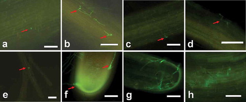 Fig. 3 (Colour online) Early stages of the colonization of strawberry roots by GFP labelled Fof isolate. (a) Spore attached to the root surface (arrow) 24 h after inoculation. (b) Germinated conidia on the root surface with the emergence of a germ tube (arrows) 36 h after inoculation. (c) A conidium infecting the root through junctions of epidermal cells (arrow) 36 h after inoculation. (d) Hyphal growth along the junctions of epidermal cells (arrow) 48 h after inoculation. (e) Spore attached to root hair (arrow) 24 h after inoculation. (f) Hyphae are attached to the root tip via suction cup-like structures (arrow) 48 h after inoculation. (g) Colonization on the root tip surface by hyphae growths that are forming a complex network 3 days after inoculation. (h) Hyphae network formed on the root elongation surface 4 days after inoculation. Scale bars: a = 100 μm; b–h = 10 μm.