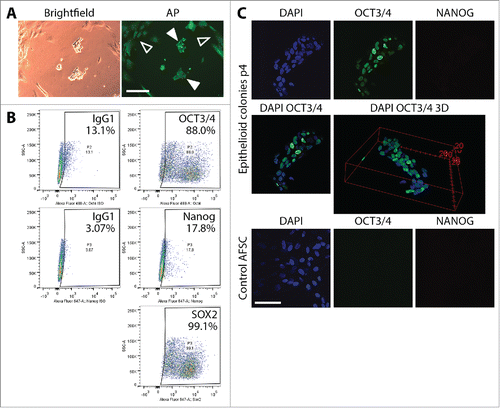 Figure 2. Characterization of partially reprogrammed epithelioid cells resulting from episomal reprogramming of AFSC. (A) Alkaline phosphatase staining of colonies of partially reprogrammed cells before mechanical picking and expansion. Discreetly bright AP signal beyond background fluorescence (hollow arrows) was not observed, confirming incomplete reprogramming (filled arrows). (B) Flow cytometric analysis of Oct4, Nanog and Sox2 in mechanically picked epithelioid colonies cultured for 14 days (30 days post-transfection) on VTN-coated plates in E8 medium. The profile corroborated incomplete reprogramming. Scale bars = 200µm. (C) Immunocytochemical staining and confocal microscopy visualization of ESC markers Oct4 and Nanog in epithelioid cell colonies expanded for 4 passages post-transfection. Oct4 expression was clearly heterogeneous among the individual cells in the colonies ranging from cells where Oct4 is completely absent to Oct4 being represented by a strong fluorescent signal. Nanog expression was not observed. As a control, we stained unreprogrammed AFSC for the same markers. These cells exhibited no Oct4 and Nanog expression at all. Scale bar = 50 µm.