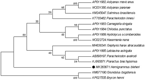 Figure 1. Neighbour-joining (NJ) tree of 15 Characiformes species based on 12 PCGs. The bootstrap values are based on 10,000 resamplings. The number at each node is the bootstrap probability. The number before the species name is the GenBank accession number. The genome sequence in this study is labelled with a black spot.