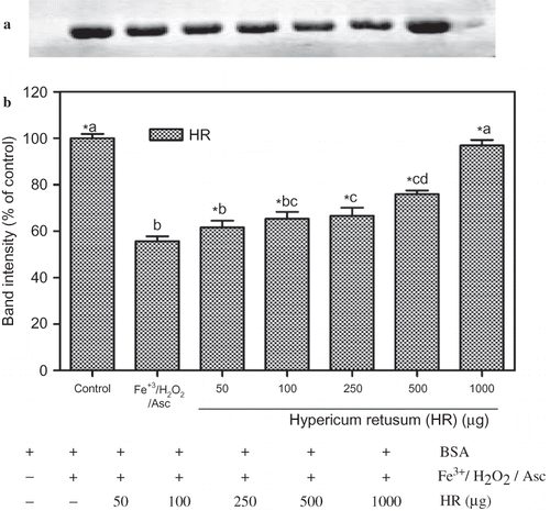 Figure 3 Protection of BSA oxidative damage by ethanol extract of Hypericum retusum (HR). (a) The electrophoretic pattern of BSA and (b) densitometric analysis of the corresponding band intensity. BSA was oxidised by Fenton system (Fe3+/H2O2/ascorbic acid). The reaction mixture (1.2 mL) containing HR (50–1000 μg/mL), potassium phosphate buffer (20 mM, pH 7.4), BSA (1 mg/mL), FeCl3 (50 μM), H2O2 (1 mM), and ascorbic acid (100 μM) were incubated for 3 h at 37°C. The oxidative damage of BSA was quantified by SDS-PAGE. SDS gels were digitally photographed and the integrated density of band measured using discovery series Quantity One Programme (version 4.5.2. BioRad Co.). Each bar represents the mean ± S.D. of three different experiments. Means with different letters at a time differ significantly, p < 0.05. The values sharing common letters are not significantly different at p > 0.05. *p < 0.05 compared with Fe3+/H2O2/ascorbic acid treated group.