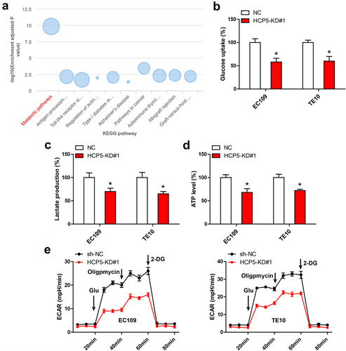 Figure 3. HCP5 affects aerobic glycolysis. A. KEGG pathway enrichment analysis based on HCP5 expression in GSE53624. B-E. Glucose uptake, lactate production, ATP level and ECAR analysis in EC109 and TE10 cells after HCP5 silencing. *P < 0.05.