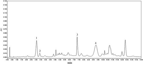 Figure 1. UPLC chromatogram of total glycosides from P. hookeri. Four compounds were deduced by comparing individual peak retention times with those of the standard substances. The extracts were analyzed by Waters Acquity UPLC-photodiode array (Waters, Milford, MA, USA). The chromatographic separation was carried out on Acquity UPLCR BEH C18 (2.1 mm ×50 mm, 1.7 μm) with the column temperature at 35 °C. The mobile phase was acetonitrile (A) with 0.2% phosphoric acid solution (B) in a gradient mode which was described as follows: 0–4 min, 10% A and 90% B; 5–10 min, 15% A and 85% B; 11–14 min, 20% A and 80% B. The flow rate was 0.5 mL/min and the PDA UV wavelength was 273 nm. The four main compounds of total glycosides from P. hookeri were identified, including sweroside (peak 1), loganin (peak 2), sylvestroside I (peak 3) and cantleyoside (peak 4).