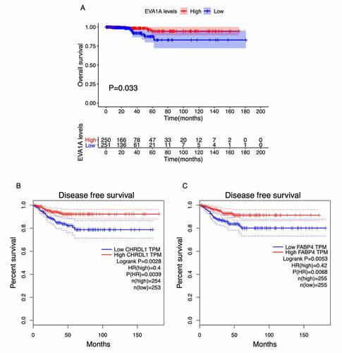 Figure 6. Survival analysis of the top 10 hub genes in patients with thyroid carcinoma (THCA). (a) Overall survival (OS) analysis for EVA1A in THCA using the R package survival. (b, c) Disease-free survival (DFS) analysis for CHRDL1 (b) and FABP4 (c) in THCA using the GEPIA2 tool. The patients were classified into high-level (red) and low-level (green) groups according to the median expression levels of the genes. P < 0.05 was considered to be a statistically significant difference