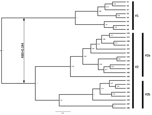 Figure 4. Bayesian consensus tree of the scored haplotypes of the cox1 gene; figures at nodes are posterior probability values; vertical black bars refer to scored groups discussed in the text; vertical double arrow shows the K80 distance between groups #1 and #2