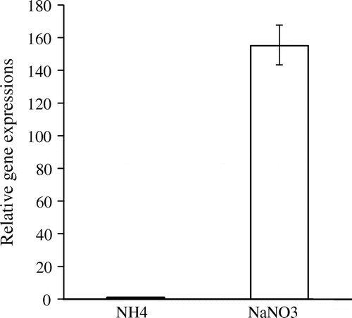 Fig. 1. Evaluation of nrtA gene expression by real-time PCR.