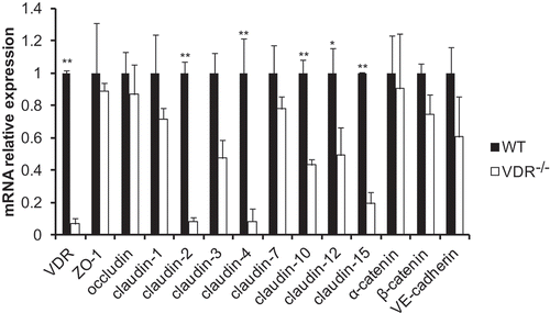 Figure 2. Alterations in tight and adherens junction mRNA expression detected by q-PCR. The mRNA expression of most TJ and AJ components showed a decreasing trend in VDR-/- mouse lung tissues. There were significant differences in claudin-2, claudin-4, claudin-10, claudin-12 and claudin-15 mRNA levels between VDR-/- and WT mouse lung tissues (n = 3–5; * P < 0.05; ** P < 0.01).