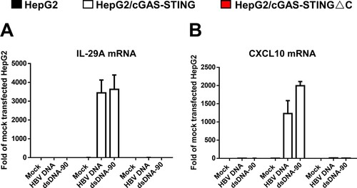Figure 2. HBV core DNA can activate cGAS-STING pathway upon transfection into human hepatoma cells reconstituted with functional cGAS and STING.Note: Parental HepG2, HepG2/cGAS-STING and HepG2/cGAS-STINGΔC cells were mock-transfected or transfected with 1 μg HBV core DNA or dsDNA-90 per well of 12-well plates and harvested at 8 h post transfection. The levels of IL-29 (A) and CXCL10 (B) mRNA were determined by qRT-PCR assays, normalized to β-actin mRNA and presented as the fold of induction over that in mock-transfected HepG2 cells. Mean and standard deviations are presented (n = 3).