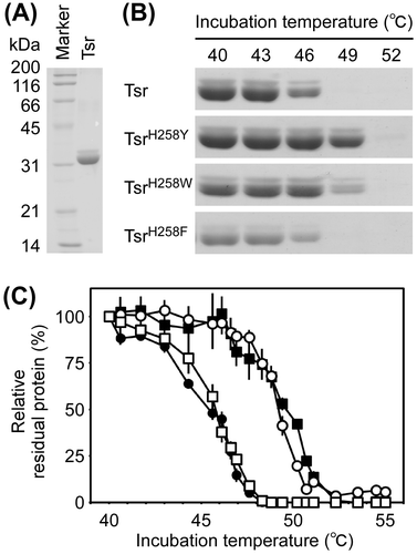 Fig. 4. Thermostability of Tsr, TsrH258Y, TsrH258W, and TsrH258F proteins.