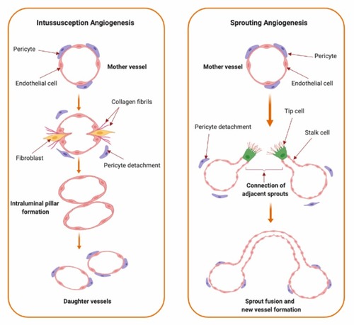 Figure 1 Types of angiogenesis. Types of angiogenic growth include intussusceptive (left panel) and sprouting angiogenesis (right panel). Intussusceptive angiogenesis, also known as splitting angiogenesis, represents the splitting of an existing blood vessel to form new blood vessels by a splitting process involving series of changes of interstitial tissues which invade the existing blood vessel in the presence of pericytes and fibroblasts which ends up with the core splitting by intraluminal pillars development of periendothelial cells and the formation of new smaller vessels or capillaries. Sprouting angiogenesis, as indicated from the name, involves the sprouting of endothelial cells from pre-existing blood vessel by the interruption of endothelial cells basement membrane, migration of endothelial cells along the projection’s tip via stalk cells’ formation into the surrounding connective tissue with further sprouting and new capillary network formation.
