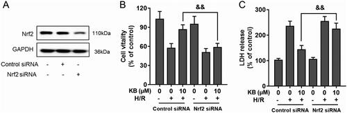 Figure 7. KB-induced Nrf2/ARE activation was responsible for the protective effect of KB against H/R-induced cardiac injury. H9c2 cells were transfected with Nrf2 siRNA or scrambled control siRNA for 24 h. (A) The silencing efficiency was detected using a western blot. (B, C) The transfected H9c2 cells were treated with KB and then subjected to H/R insults. The cell viability and cytotoxicity were determined by CCK8 assay and LDH release, respectively. Data are expressed as % of vehicle control. Results are shown as mean ± SEM (n = 8). The vehicle control group was treated with DMSO only. &&p< 0.01, between two groups.