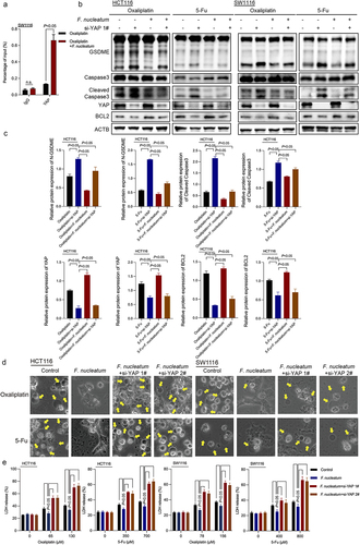 Figure 5. F. nucleatum affects BCL2-mediated pyroptosis by regulating YAP. (a) ChIP assay to detect the enrichment of YAP in the BCL2 promoter region in chemotherapeutic drug-treated CRC cells after F. nucleatum intervention. (b-c) CRC cells were transfected with si-YAP. After coculturing with F. nucleatum and chemotherapy drugs, pyroptosis target proteins were detected by western blotting. (d) Representative bright-field images were observed under a light microscope. Yellow arrows indicate large bubbles emerging from the cell membrane. (e) The effect of YAP knockdown on LDH release in CRC cells infected with F. nucleatum was detected. All experiments were performed in biological triplicates.