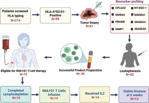 Figure 1. Workflow of patient screening and treatment with IMA101 autologous engineered T cell receptor therapy. This flowchart illustrates the stepwise process involved in screening patients for IMA101 T-cell therapy. Of 214 patients who started screening for the study and underwent HLA typing, 14 patients received autologous T cell receptor therapy. Twelve of these 14 patients had stable disease at 6 weeks. The patient’s journey on the trial encompasses HLA typing, tumor biopsy, biomarker profiling, leukapheresis, product preparation, and finally, lymphodepletion and infusion of T cell therapy for eligible patients, showcasing the steps from screening to therapeutic efficacy assessment using RECIST 1.1. criteria.