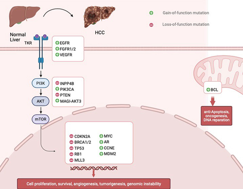 Figure 2. Altered cell signaling pathways in HCC.