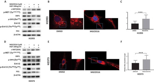 Figure 3. MGCD516 inhibits DRP1 activation and regulates mitochondrial morphology. a&d. MGCD516 inhibited HGF induced activation of DRP1 (phosphorylation at Ser616) in H1993 and H2373 cells. The cells were treated with 2µM of MGCD516 or DMSO for 24 hours, followed by stimulation with 100 ng/ml HGF for 15 min. Treated cells were then analyzed by Western blot. b&e. Changes of mitochondrial morphology in cells treated with MGCD516 or DMSO. Representative images of one H1993 and one H2373 cell either treated with DMSO or MGCD516 are shown. Inlets represent an enlarged part of the cells to show details of mitochondrial morphology. c&f. Quantification of mitochondrial lengths. Length of a single mitochondrion was defined from either one end to the next branching point or from one branching point to another. Measurements were carried out using ImageJ software. The numbers showed the averages of at least 20 measurements per cell from 50 cells. Data analysis were carried out by Prism software. Error bars indicate standard error of the mean. *p < 0.05, **p < 0.01, ***p < 0.001.