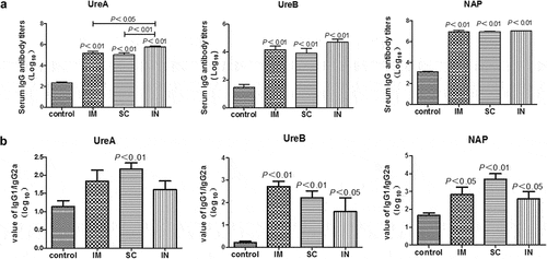 Figure 2. Serum antigen-specific IgG (A) and IgG1/IgG2a (B) responses in mice immunized with cGAMP adjuvanted H. pylori subunit vaccine by different parenteral routes. Groups of BALB/c mice (n = 6) were immunized with cGAMP adjuvanted H. pylori vaccine containing 10 µg of each UreA, UreB and NAP by the indicated route on days 0 and 14. The mice were orally challenged with 3 × 109 CFU of H. pylori SS1 at day 28, and sacrificed 5 weeks after challenge. The blood was collected and serum samples were prepared and assayed by ELISA. Serially diluted serum (10-fold) and gastric tissue homogenate supernatant (2-fold) were added to 96-well ELISA plates (100 µl/well), and incubated at 37°C for 1 h. After washing, horseradish peroxidase (HRP)-conjugated goat anti-mouse IgG, IgG1, or IgG2a (Southern Biotech, Birmingham, AL, USA) secondary antibody was added and incubated for 30 min. The wells were washed again before the addition of TMB substrate. The plates were incubated at 37°C for 15 min, the enzymatic reaction was stopped by adding 50-µl 2 M sulfuric acid, and the absorbance at 450 nm was then measured in a spectrophotometer (MultiskanMK3 plate reader, Thermo Scientific, Waltham, MA, USA). Data are presented as mean ± SEM and are representative of one of two independent experiments with similar results