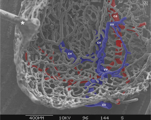 Figure 11. Microvascular pattern of the subepithelial vascular bed at the bottom of the gallbladder. Luminal view. Cystic artery (ca) and its branches are red, part of cystic vein (cv) is blue. Note the venules (vv) interposed between capillaries (c) and venules forming kind of ‘venular ring’ (outlined in blue). Asterisks mark ‘conductive bridges’.