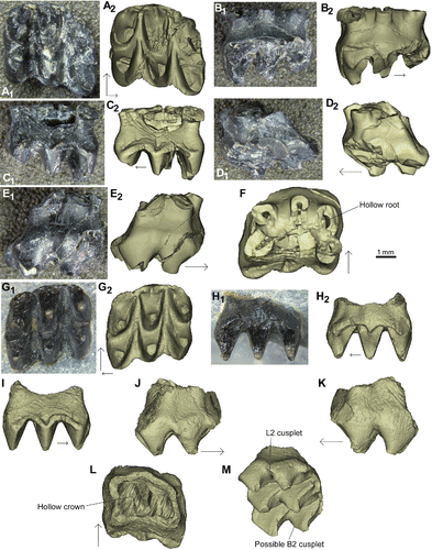 FIGURE 5. Stereognathus hebridicus, BRSUG 20573, paratype, upper postcanines, and new specimen NMS G.2017.17.2, both reconstructed digitally from micro CT scans. A–F, BRSUG 20573: A1, occlusal view; A2, occlusal view digital reconstruction; B1, anterior view; B2, anterior view digital reconstruction; C1, posterior view; C2, posterior view digital reconstruction; D1, lingual view; D2, lingual view digital reconstruction; E1, buccal view; E2, buccal view digital reconstruction; F, dorsal view. G–M, NMS G.2017.17.2: G1, occlusal view; G2, occlusal view digital reconstruction; H1, anterior view; H2, anterior view digital reconstruction; I, posterior view digital reconstruction; J, lingual view digital reconstruction; K, buccal view digital reconstruction; L, dorsal view digital reconstruction; M, ventrolingual view digital reconstruction. Anterior direction indicated by longer black arrow, lingual by shorter arrow.