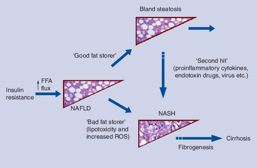 Figure 1. A model of the pathogenesis of nonalcoholic steatohepatitis.Insulin resistance occurs as an early inciting event in the pathogenesis of NASH. It is fully acceptable that, once triggered, the pathogenic cascade of events will proceed independent of the initial offending agent, insulin resistance, accounting for the finding that agents aimed at combating it will not necessarily result in the interruption of ongoing liver damage. This results in NASH from ‘multiorganelle failure’, as described in the proceedings of this special focus issue.FFA: Free fatty acid; NAFLD: Nonalcoholic fatty liver disease; NASH: Nonalcoholic steatohepatitis; ROS: Reactive oxygen species.Reprinted from Citation[30].