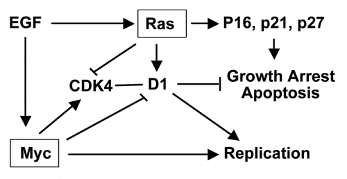 Figure 1 Ras, which is usually induced by EGF and many other extracellular mitogenic stimuli, activates cycD1 to promote cell replication. However, Ras can also inhibit CDK4 and induce CDK inhibitors (p16, p21 and p27), which sometime causes growth arrest or apoptosis. On the contrary, c-myc can induce CDK4 and inhibit cycD1. Therefore, the c-myc and Ras collaboration may converge at the cycD1-CDK4. c-myc may also directly collaborate with cycD1 when cycD1 is induced by Ras or other growth stimuli. (Arrows and “⊤” indicate stimulation and inhibition, respectively).