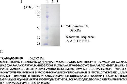 Fig. 2. SDS-PAGE of purified α-fucosidase Os and deduced amino acid sequence of putative rice α-fucosidase 1.