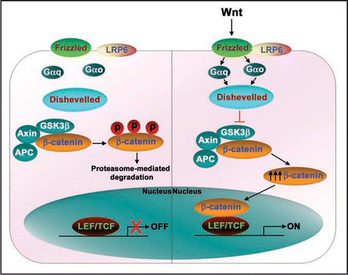 Figure 2 Wnt/-catenin signaling pathway. Wnts are secreted glycoproteins that bind to their cognate receptors, Frizzleds. Frizzleds belong to a family of heptahelical, G-protein-coupled receptors that bind specific Wnts and transduce the signal to downstream signalling pathways. Under basal conditions, cellular -catenin is phosphorylated by a Serine/Threonine kinase, Glycogen Synthase Kinase-3 (GSK3) in a complex along with Axin, adenomatous polyposis coli (APC) and other elements. The phosphorylated -catenin is constantly subjected to a proteasome-mediated degradation. Wnt-activated Frizzled (with its co-receptor low-density lipoprotein-related receptor protein-6 (LRP6)) activate the downstream signalling components including G-proteins, Go and Gq, and a phosphoprotein, Dishevelled. Dishevelleds, by an unclear mechanism, lead to reduced GSK3 kinase activity. Suppression of GSK3 activity leads to elevation of cytosolic and nuclear -catenin levels. Elevated nuclear -catenin levels activates the lymphoid-enhancer factor/T-cell factor (Lef/Tcf)-sensitive transcription, turning on the genes that are necessary for development. Note: for complete list of proteins involved in Wnt signalling, refer to the Wnt home page (http://www.stanford.edu/~rnusse/wntwindow.html).