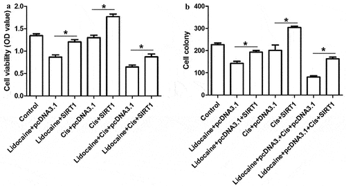 Figure 7. SIRT1 overexpression antagonizes the ability of lidocaine to suppress cell growth and chemoresistance in A431-R cells. (a) Cell viability and (b) colony numbers in A431-R cells transfected with pcDNA3.1-SIRT1 or empty vector for 24 h and subsequently treated for 48 h with 10 mM lidocaine, 50 μM cisplatin (Cis), or their combination. A431-R cells, cisplatin-resistant cells; OD, optical density. *P < 0.05.