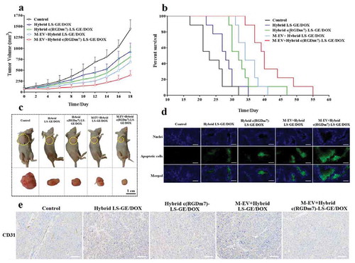 Figure 6. In vivo therapeutic efficacy of M-EV+Hybrid c(RGDm7)-LS-GE/DOX. (a) Tumour volume growth curves of A549 tumour-bearing nude mice injected with different treatments (n = 10). (b) Kaplan-Meier survival curve of nude mice after treatments (n= 9). (c) Photographs of mice bearing A549 subcutaneous tumours at the end of treatment. (d, e) TUNEL and CD31 staining of tumour sections. Scale bar: 200 μm.