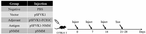 Figure 2. A schematic diagram of the experimental animal groups used in DNA vaccine immunogenicity experiments.