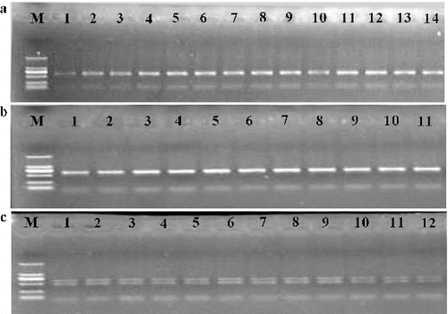 Figure 1. Agarose/EB gel electrophoresis results of the amplification of the target region in sun-shined tobacco samples (a); flue-cured tobacco samples (b); and rustica tobacco samples (c).