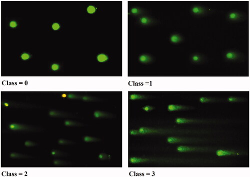 Figure 18. Comet assay for MCF-7 cells treated with modified nanohesperidin loaded in PLGA- Polixamar 407. Class 0: intact cell with normal nucleus, Class 1: halo around the nucleus, Class 2 and Class 3: Gradual increases in the length of comet tail indicate more damage with a decrease in nuclear DNA content.