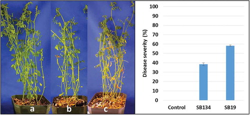 Fig. 4 (Colour online) Stemphylium blight on ‘CDC Robin’ caused by field isolates SB19 and SB134. Left: non-inoculated ‘CDC Robin’ plants (a), ‘CDC Robin’ after inoculation with SB134 (b) and SB19 (c). Right: Stemphylium blight severity (%) on lentil cultivar ‘CDC Robin’ 14 days after inoculation with field isolates SB19 and SB134 at 1 × 104 conidia mL−1.