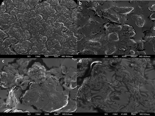 Figure 5. Micrographs of commercial hummus at different magnifications. a) ×50 b) ×300 c) ×500 d) ×2000.