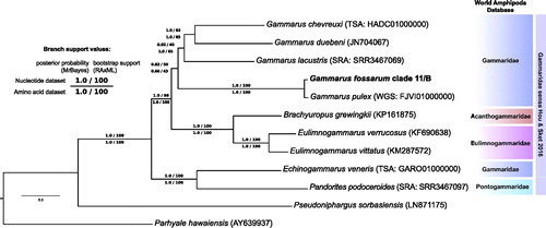 Figure 1. The Bayesian inference phylogenetic tree based on nucleotide alignment of 13 mitochondrial protein-coding genes for Gammarus fossarum (clade 11/type B) and 11 other amphipods. Both the current taxonomic status and the opinion of Hou and Sket (Citation2016) are shown.