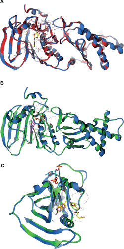 Figure S2 Superimposition between P. aeruginosa homology models and the template crystal structures. (A) GyrB model (blue) and template structure E. coli (1EI1, red) bound with ADPNP (yellow stick model). (B) ParE model (blue) and template structure E. coli (1S16, green) bound with ADPNP (magenta stick model). (C) DHFR model (blue) and template structure E. coli (1RX3, green) bound with the inhibitor methotrexate (yellow stick model), and NADP cofactor (aqua stick model).Note: Active site residues are shown as wireframe colored by their element.