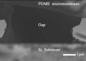 Figure 2. The SEM image of the releasing PDMS micromembrane and the gap.