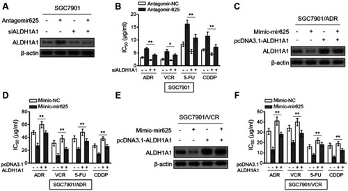 Figure 5 Restored ALDH1A1 expression reverses miR-625 effect on MDR in gastric cancer cells. (A) SGC7901 cells were transfected with antagomir-625 or antagomir-NC in combination with control siRNA or ALDH1A1 siRNA (siALDH1A1). At 2 days after transfection, the protein level of ALDH1A1 was determined by Western blot analysis. β-actin was utilized as a loading control. The representative results from 3 independent experiments are shown. (B) SGC7901 cells were transfected as in (A), and further treated with ADR, VCR, 5FU and CDDP for 2 days. The drug sensitivity was determined by MTT assay. The IC50 is shown. Each concentration treatment was performed in 5 replicates. (C) SGC7901/ADR cells were transfected with mimic-625 or mimic-NC in combination with pcDNA3.1 vector or pcDNA3.1 ALDH1A1. At 2 days after transfection, the protein level of ALDH1A1 was determined by Western blot analysis. β-actin was utilized as a loading control. The representative results from 3 independent experiments are shown. (D) SGC7901/ADR cells were transfected as in (C), and further treated with ADR, VCR, 5FU and CDDP for 2 days. The drug sensitivity was determined by MTT assay. The IC50 is shown. Each concentration treatment was performed in 5 replicates. (E) SGC7901/VCR cells were transfected as in (C). The protein level of ALDH1A1 was determined by Western blot analysis. β-actin was utilized as a loading control. The representative results from 3 independent experiments are shown. (F) SGC7901/VCR cells were transfected as in (C), and further treated with ADR, VCR, 5FU and CDDP for 2 days. The drug sensitivity was determined by MTT assay. The IC50 is shown. Each concentration treatment was performed in 5 replicates. Data are presented as the mean ± SEM. Two-tailed Student’s t-test. **P<0.01; *P<0.05.