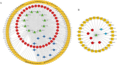 Figure 7. Regulatory network of circRNA/lncRNA-miRNA-mRNA pairs in chicken spleens with Marek’s disease virus infection. (a) Interaction network of DE lncRNAs, circRNAs and mRNA. (b) Interaction network of miR-155 and its potential target lncRNAs, circRNAs and mRNAs.