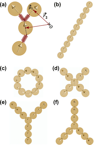 Figure 2. (Colour online) (a) Bead-spring model for the cross-linking of magnetic colloids forming polymer-like stabilised aggregates. See the main text for details. (b–f) Examples of the five different topologies of aggregates simulated in this work, all with size except (d): (b) linear chain; (c) ring; (d) X-junction of size ; (e) Type 1 Y-junction; (f) Type 2 Y-junction.